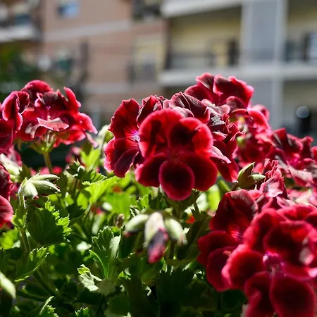 Szálloda Niku 3*